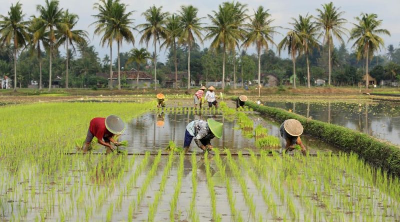 produktivitas-padi-di-kota-bandung-tertinggi-di-jawa-barat-meski-lahan-sawah-tersisa-hanya-4-persen